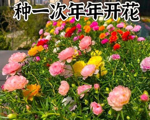 向日葵花种子的最佳播种时间（何时播种能让向日葵茁壮成长？）-第3张图片-绿意生活