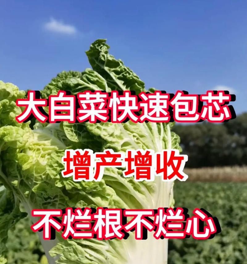青菜烂心问题解决方法剖析（解决青菜烂心问题的实用技巧）-第3张图片-绿意生活