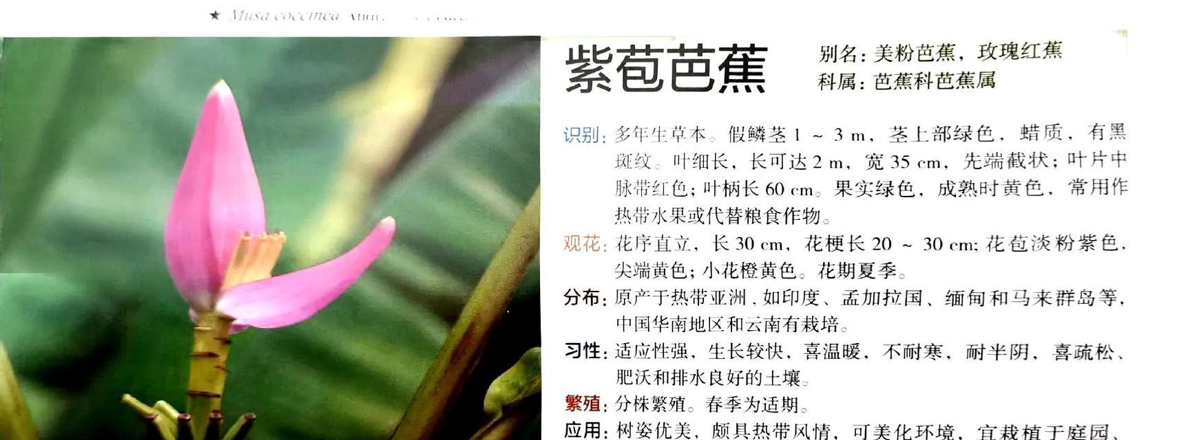菠菜生长的环境条件及特点（掌握这些条件，让你的菠菜生长更加健康）-第3张图片-绿意生活