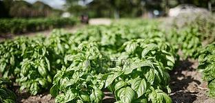菠菜生长的环境条件及特点（掌握这些条件，让你的菠菜生长更加健康）-第2张图片-绿意生活