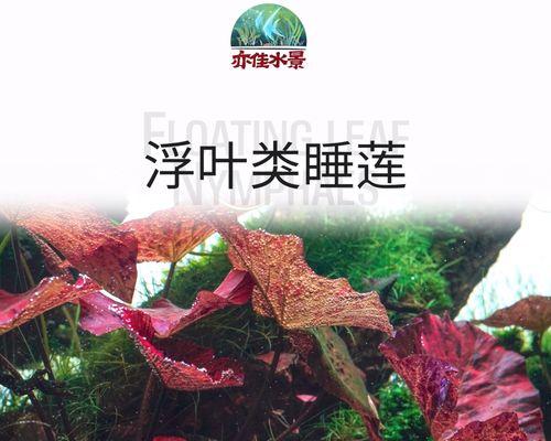睡莲烂叶子的原因及处理方法（水生植物疾病的防治技巧）-第2张图片-绿意生活