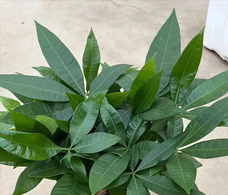 发财树的日晒习性（为何发财树怕阳光照射及如何正确照顾）-第1张图片-绿意生活