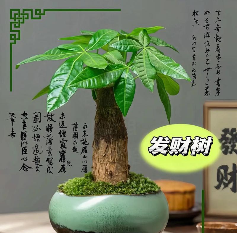 发财树的日晒习性（为何发财树怕阳光照射及如何正确照顾）-第3张图片-绿意生活