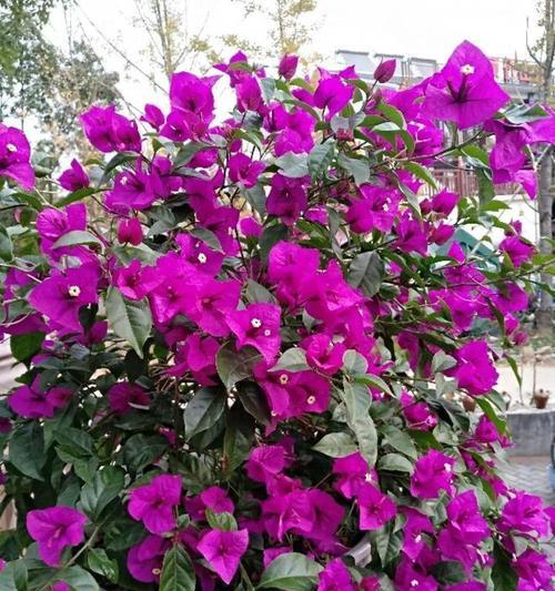 柠檬水浇花效果如何？（探究柠檬水浇花的优缺点和注意事项）-第2张图片-绿意生活