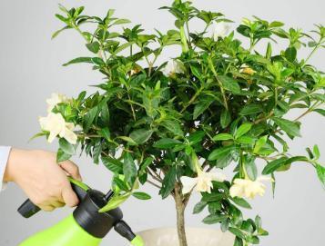 柠檬水浇花效果如何？（探究柠檬水浇花的优缺点和注意事项）-第3张图片-绿意生活