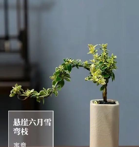 六月雪在卧室的适用性分析（了解六月雪的优点与缺点，为卧室装饰选择提供参考）-第2张图片-绿意生活