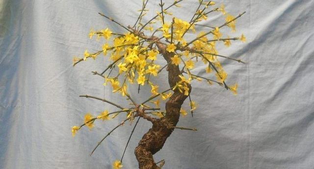 迎春花不发芽？这些方法可以帮你解决问题！（从环境到管理，探讨迎春花不发芽的原因和解决方法）-第1张图片-绿意生活