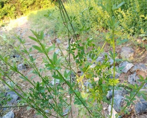 迎春花不发芽？这些方法可以帮你解决问题！（从环境到管理，探讨迎春花不发芽的原因和解决方法）-第3张图片-绿意生活