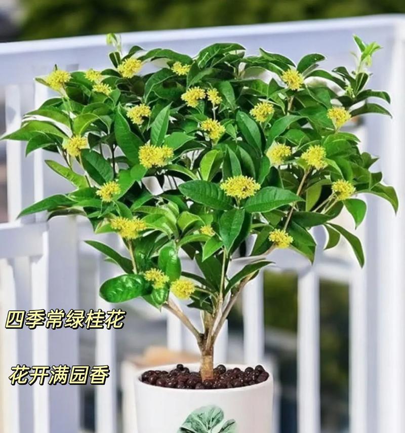 如何选择适合桂花树生长的土壤（挑选土壤，让桂花树茁壮成长）-第1张图片-绿意生活