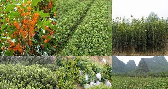如何选择适合桂花树生长的土壤（挑选土壤，让桂花树茁壮成长）-第2张图片-绿意生活
