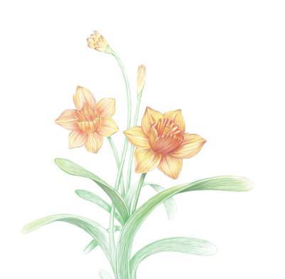 水仙花的花语（探究水仙花的意义与象征）-第1张图片-绿意生活
