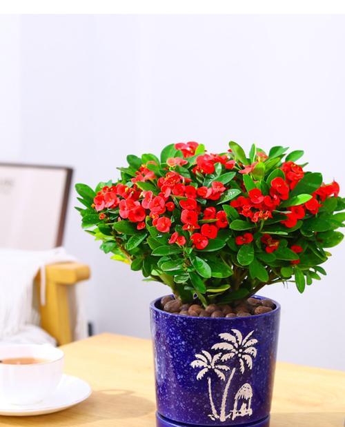 刺梅四季花开不停（春夏秋冬皆有繁花，了解刺梅开花的奥秘）-第3张图片-绿意生活