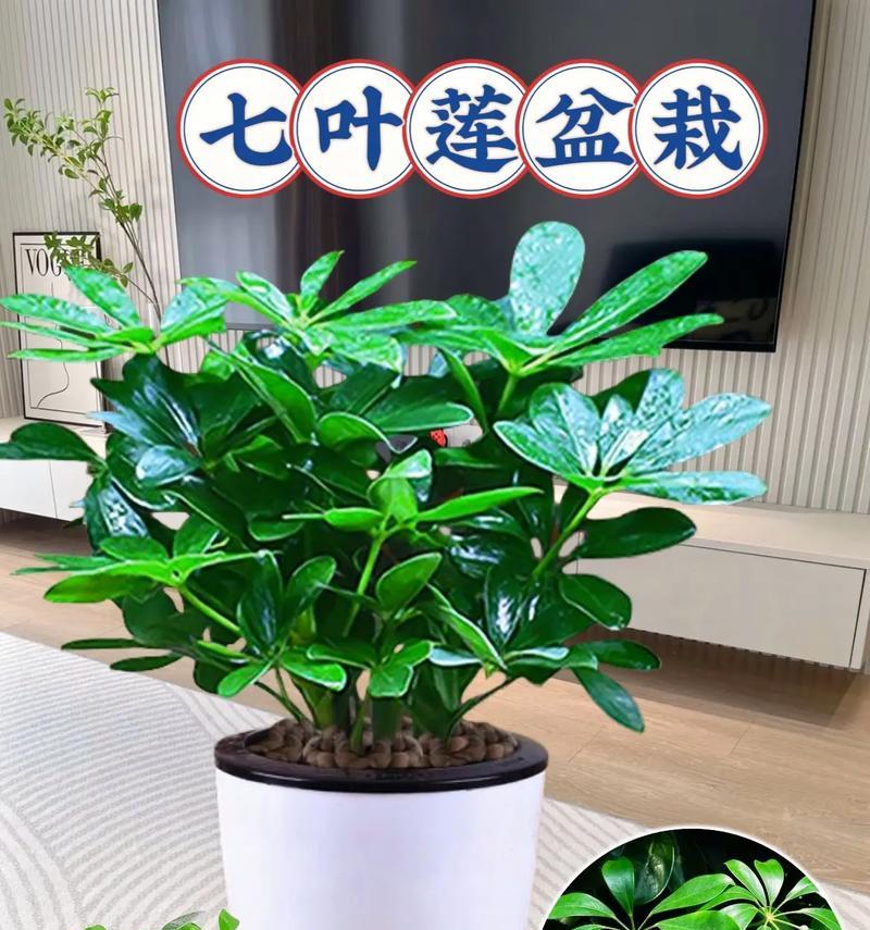 鸭脚木开花全解析——花期、花色、香味（了解鸭脚木开花的细节，迎接优美的花季）-第2张图片-绿意生活