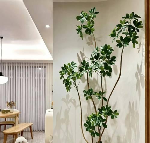 鸭脚木开花全解析——花期、花色、香味（了解鸭脚木开花的细节，迎接优美的花季）-第3张图片-绿意生活
