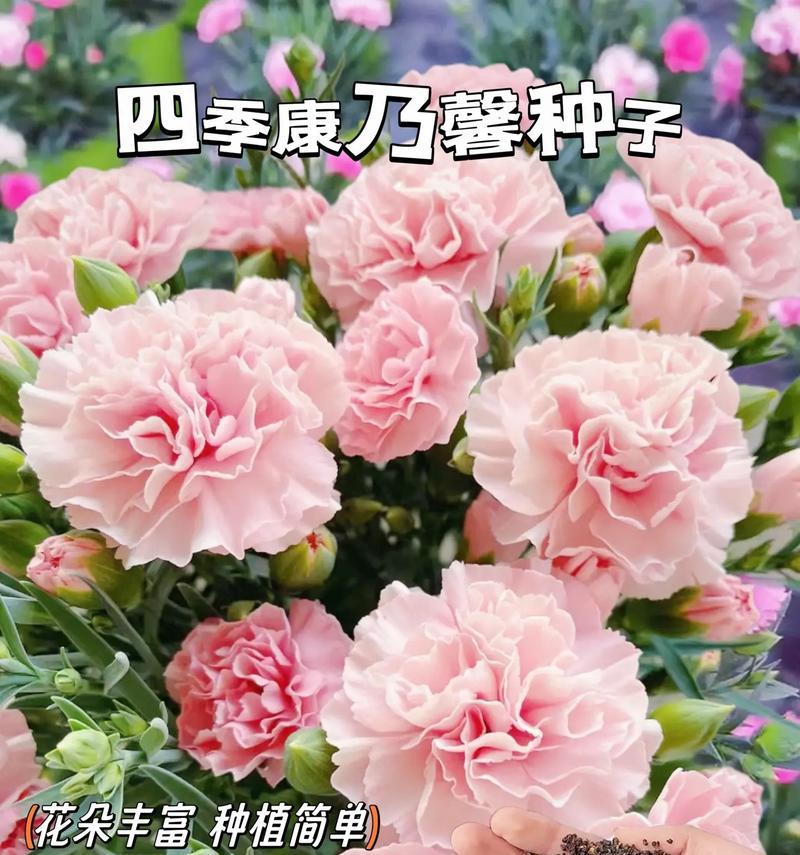 康乃馨种子播种的最佳时间-第2张图片-绿意生活