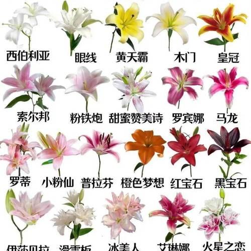 百合开花有毒吗？室内养护全指南（了解百合的有毒成分，科学养护室内百合）-第2张图片-绿意生活