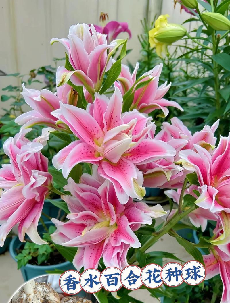百合开花有毒吗？室内养护全指南（了解百合的有毒成分，科学养护室内百合）-第3张图片-绿意生活