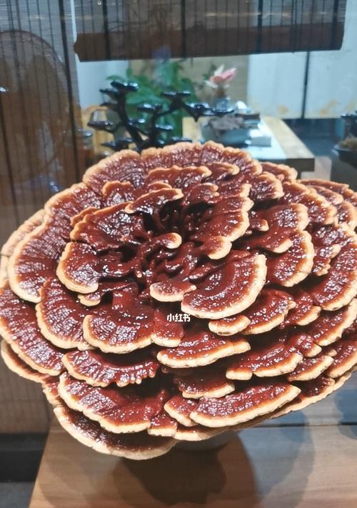 灵芝产地最佳选择（探寻灵芝的最佳产地，带您品尝健康的滋味）-第3张图片-绿意生活