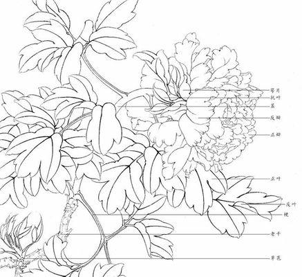 牡丹花的生长过程（探秘牡丹花的生态环境和生长规律）-第1张图片-绿意生活