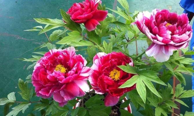 牡丹花的生长过程（探秘牡丹花的生态环境和生长规律）-第3张图片-绿意生活