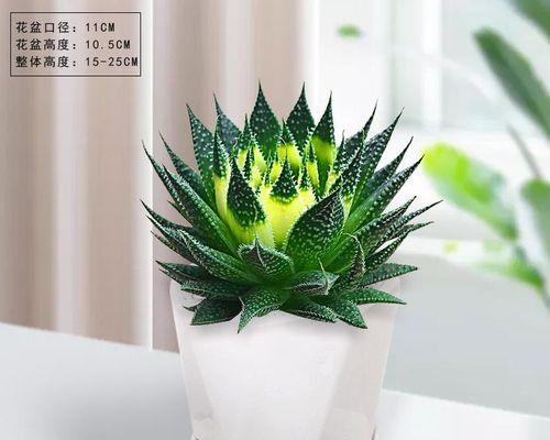 水培芦荟怎么养护（打造健康叶片的关键技巧）-第2张图片-绿意生活
