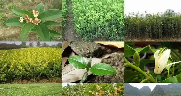 如何选择桂花换盆的最佳时间？（桂花换盆要注意的时间和方法，最佳时间是什么时候？）-第3张图片-绿意生活