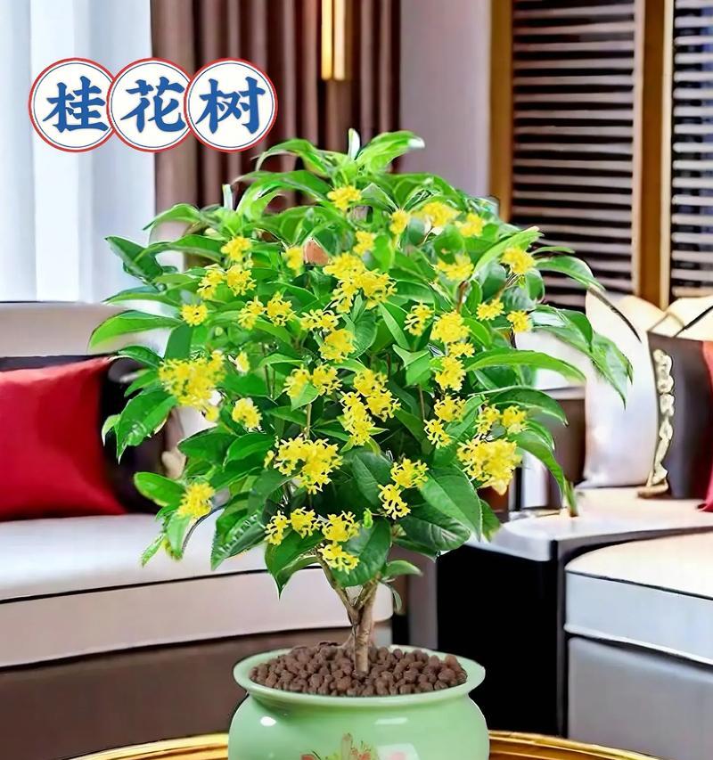 如何选择桂花换盆的最佳时间？（桂花换盆要注意的时间和方法，最佳时间是什么时候？）-第2张图片-绿意生活