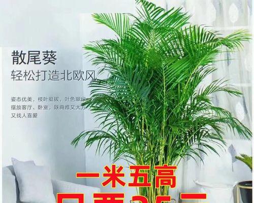 如何正确分盆让凤尾竹容易成活？（15个步骤教你正确地分盆养护凤尾竹）-第1张图片-绿意生活