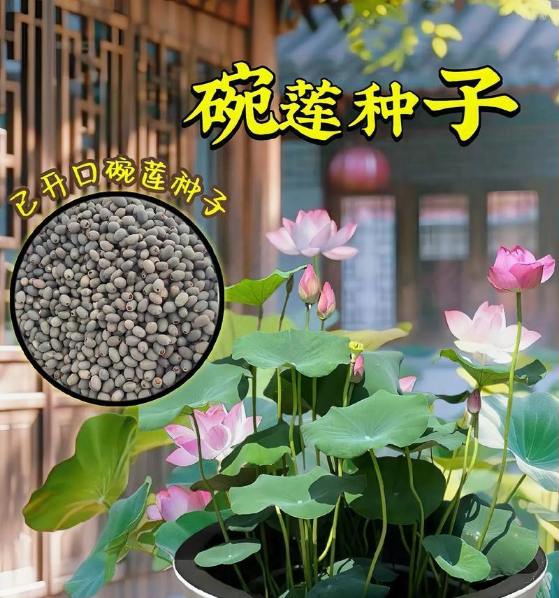 碗莲怎么养才能开花？（成为花艺大师的必修课程，）-第1张图片-绿意生活