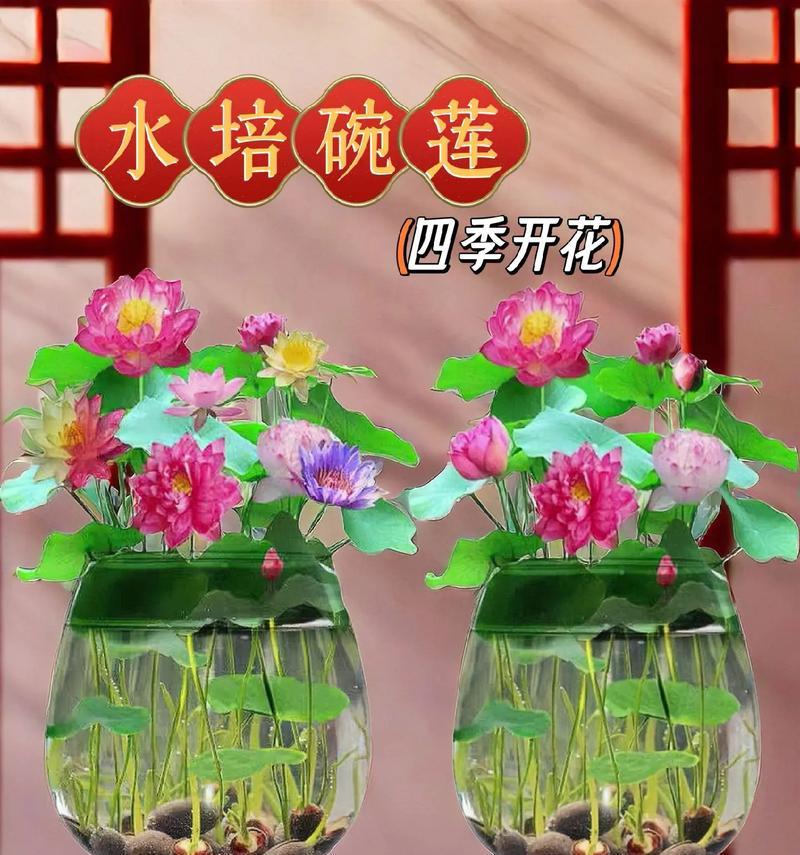 碗莲怎么养才能开花？（成为花艺大师的必修课程，）-第3张图片-绿意生活