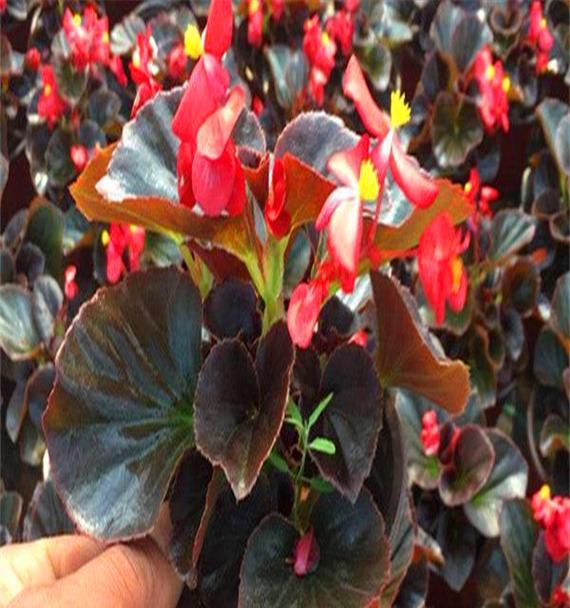 海棠花的四季开花（四季芳华，一年四季皆有海棠花的美丽）-第1张图片-绿意生活