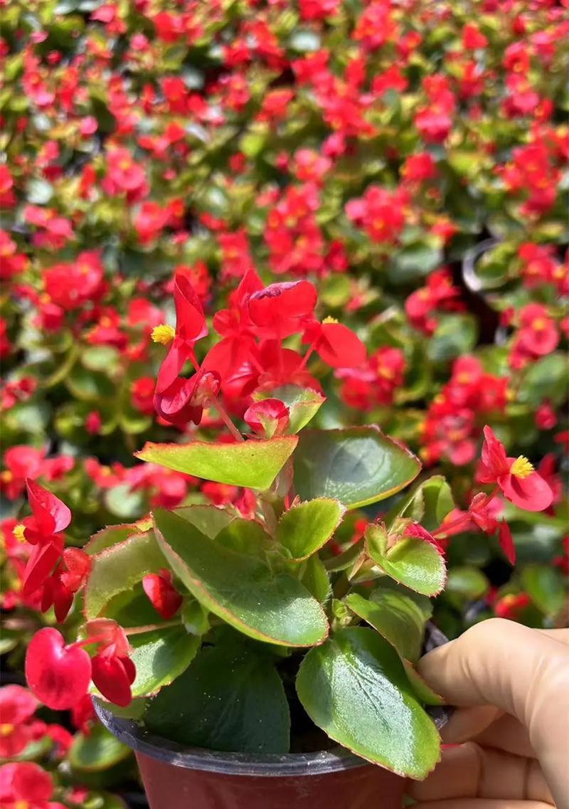 海棠花的四季开花（四季芳华，一年四季皆有海棠花的美丽）-第3张图片-绿意生活