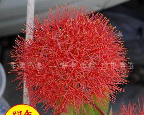 网球花不开花的原因（探究网球花不开花的原因及解决方案）-第1张图片-绿意生活