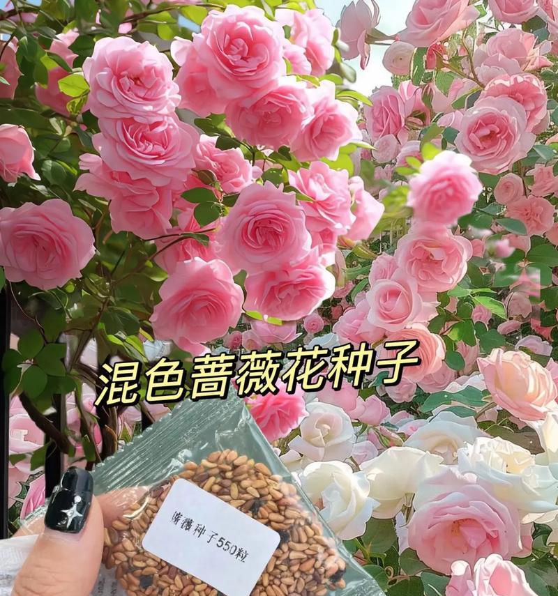 蔷薇种子的种植方法（从选种到养护，一步步教你打造美丽花园）-第1张图片-绿意生活