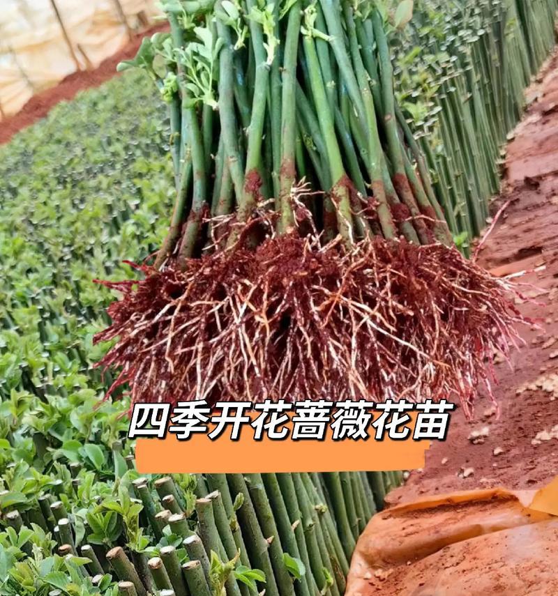 蔷薇种子的种植方法（从选种到养护，一步步教你打造美丽花园）-第2张图片-绿意生活
