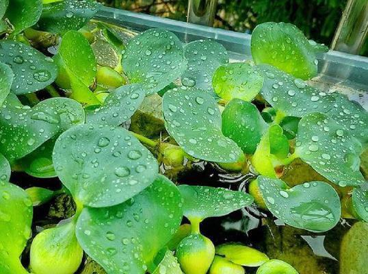 水葫芦室内养殖的可行性探讨（水葫芦在室内养殖是否有毒？适合室内养殖的关键因素分析）-第1张图片-绿意生活