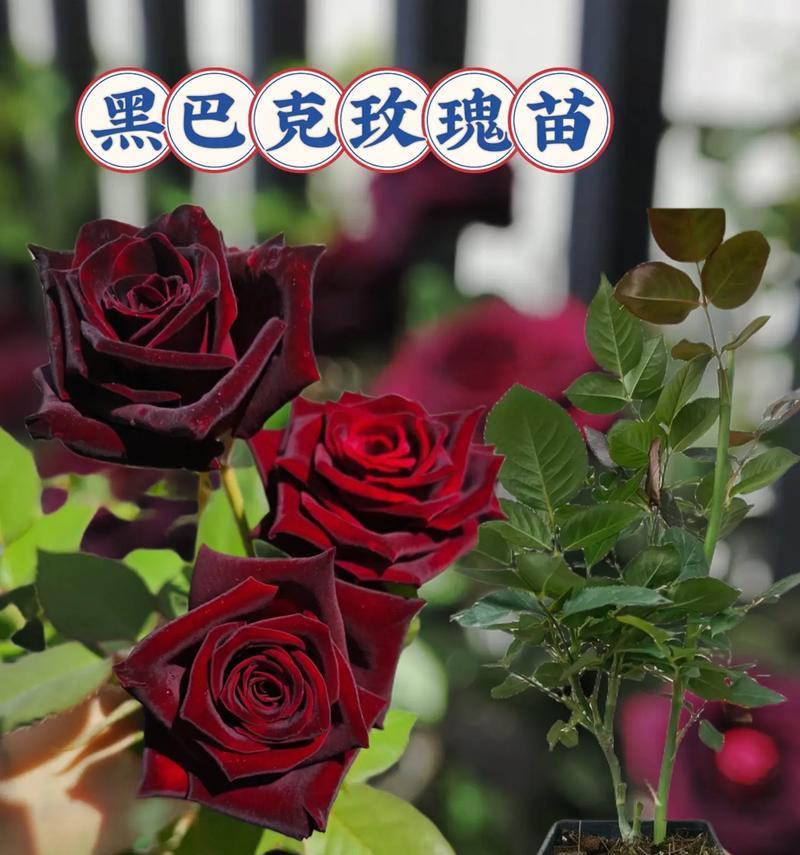 黑暗之花——蕴含着神秘与悲凉的花语（探寻黑暗花语的意义与启示）-第1张图片-绿意生活