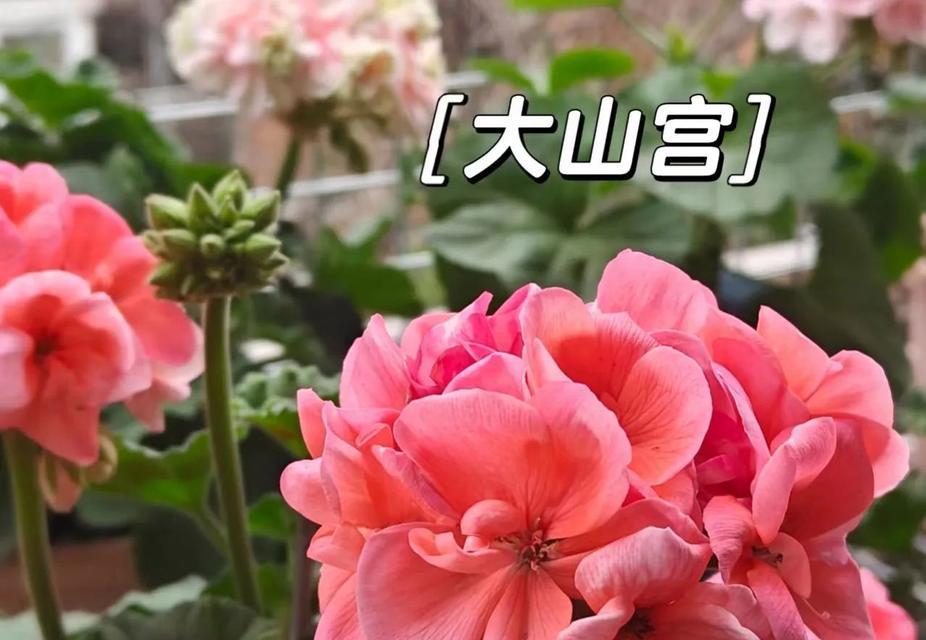 天竺葵花期养护方法——打造绚烂多彩的花园（开花期间养殖要点与技巧，让花期更长更美）-第1张图片-绿意生活