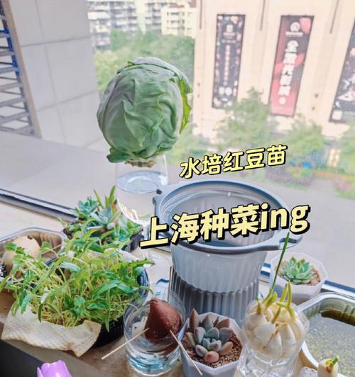 红豆发芽的全过程（从选择到种植，让红豆顺利发芽）-第1张图片-绿意生活