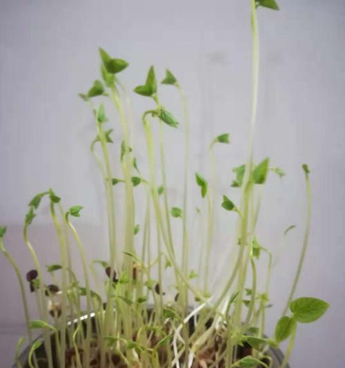 红豆发芽的全过程（从选择到种植，让红豆顺利发芽）-第3张图片-绿意生活