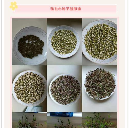 红豆发芽的全过程（从选择到种植，让红豆顺利发芽）-第2张图片-绿意生活