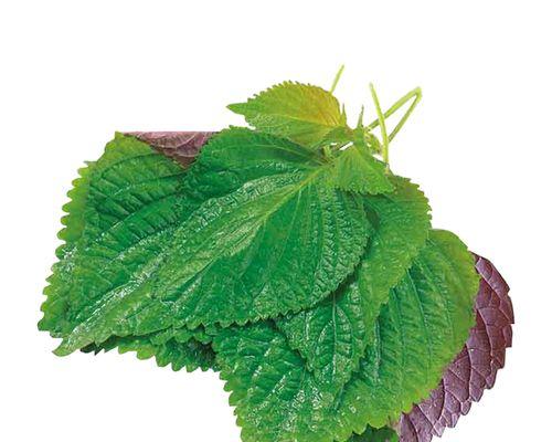 苏子叶种植的最佳月份（掌握种植时间，助力丰收）-第1张图片-绿意生活