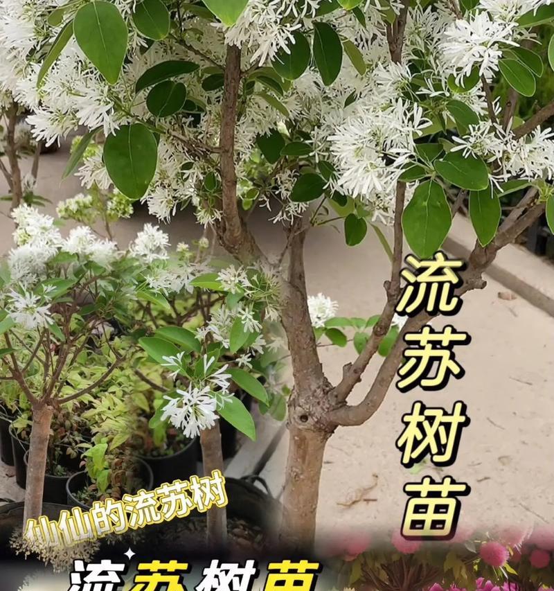 苏子叶种植的最佳月份（掌握种植时间，助力丰收）-第3张图片-绿意生活