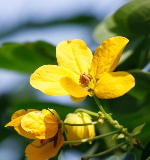 黄花槐开花时间详解（了解黄花槐开花时间，赏花更得心应手）-第1张图片-绿意生活