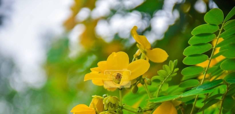 黄花槐开花时间详解（了解黄花槐开花时间，赏花更得心应手）-第2张图片-绿意生活