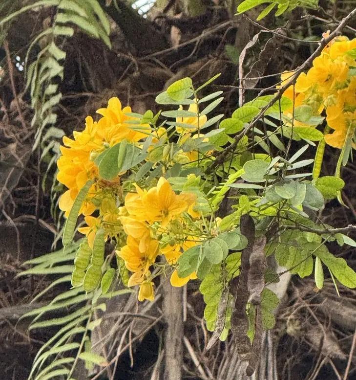黄花槐开花时间详解（了解黄花槐开花时间，赏花更得心应手）-第3张图片-绿意生活