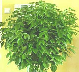 元宝树的种植与养护（如何让元宝树茁壮成长）-第2张图片-绿意生活