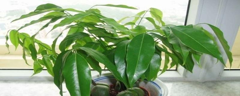元宝树的种植与养护（如何让元宝树茁壮成长）-第3张图片-绿意生活