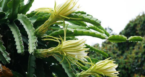 霸王花真的有毒吗？（可以放在室内养吗？毒性如何？安全措施有哪些？）-第2张图片-绿意生活