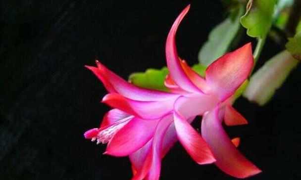 西班牙国花——石南花（探究西班牙国花的历史、文化及象征意义）-第2张图片-绿意生活